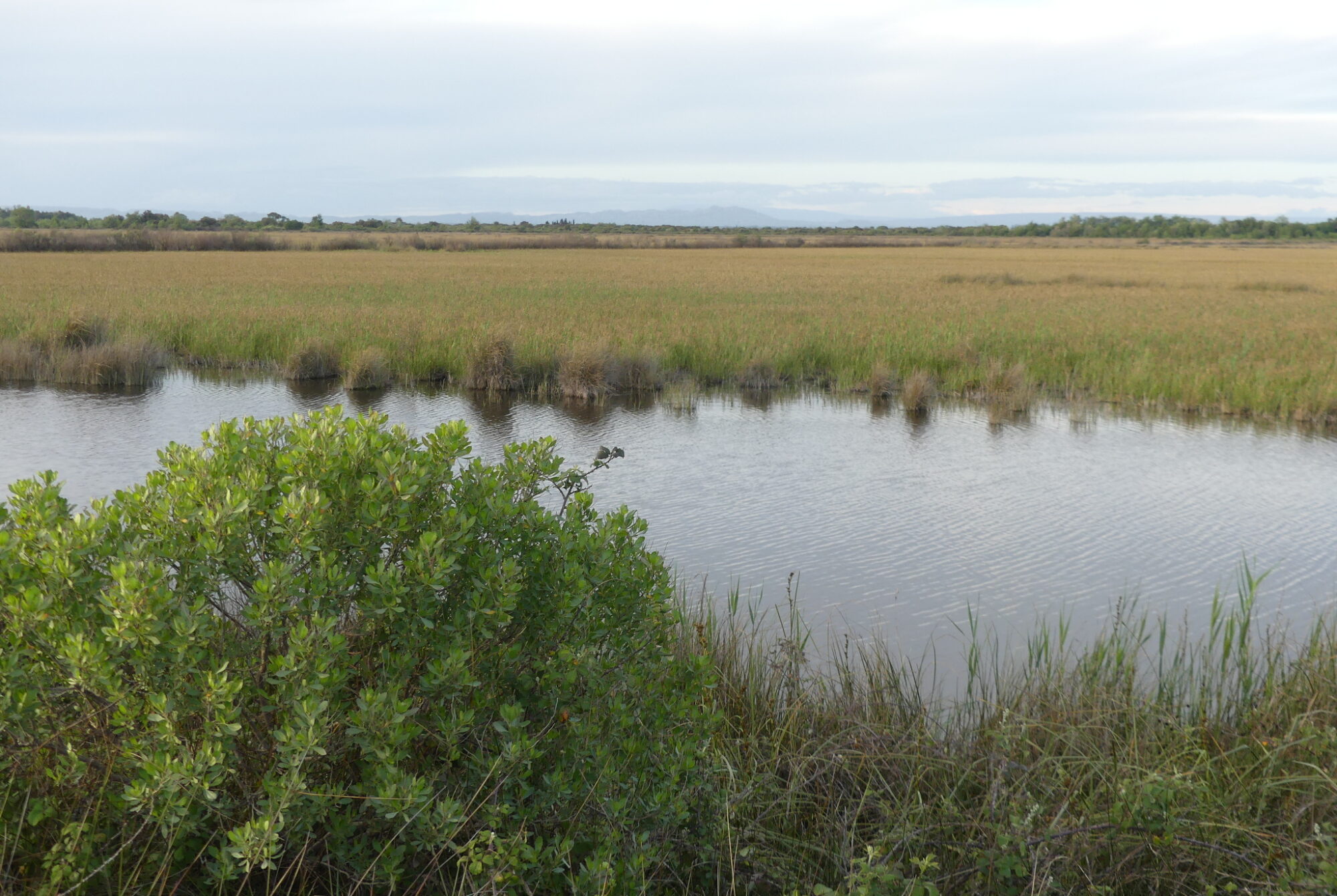 Baccharis_canaldu colmatage_cladiaie_du_coucou_Arles Baccharis sur une cladiaie © RNN Marais du Vigueirat