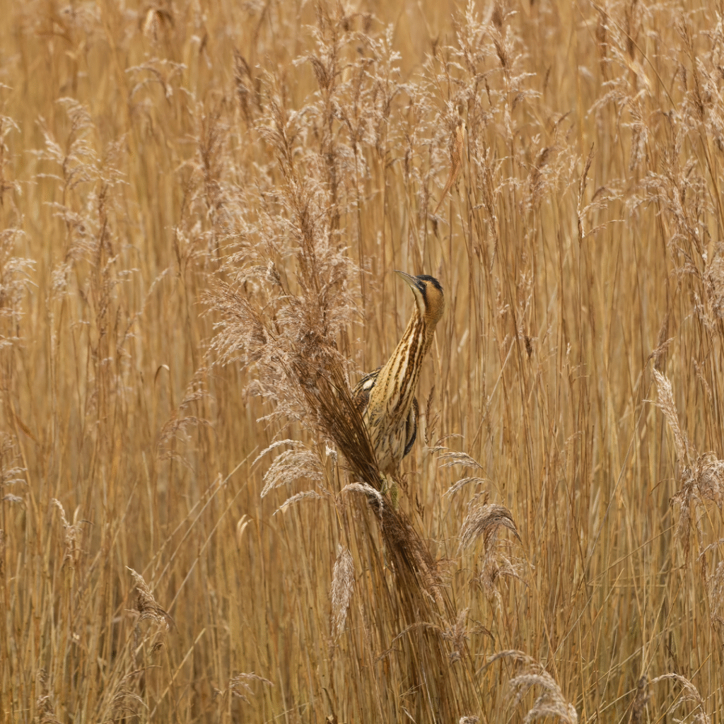 Pies Grièches sur un poste de chant