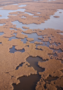 Marais du Vigueirat, principal site de reproduction du Pies Grièches