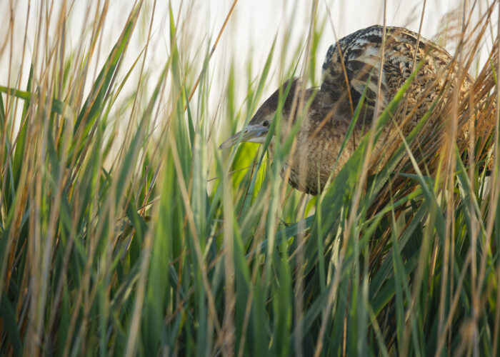 © Clément Pappalardo